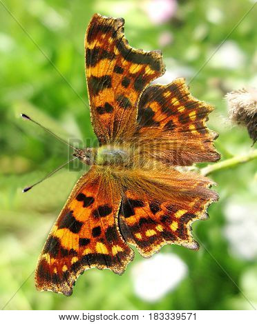 bright comma polygonia butterfly insect on green background
