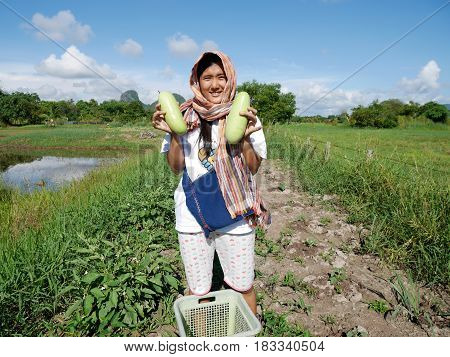 Thai Women Harvest Agriculture Winter Melon Or Ash White Gourd Or Tallow Gourd Or Chinese Preserving