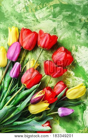 Bunch Of Spring Beautiful Tulip Flower