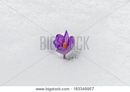 Beautiful spring crocus flower isolated on white snow background