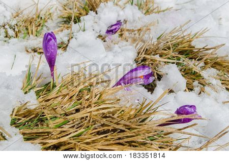 Purple crocuse buds in the melting snow