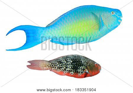Reef fish isolated on white background. Rusty Parrotfish and Red Parrotfish