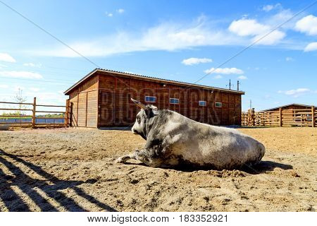 breeding bull lying in the fence, Animals on the farm