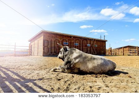 Tribal bull lying in the fence on the ranch, Animals on the farm