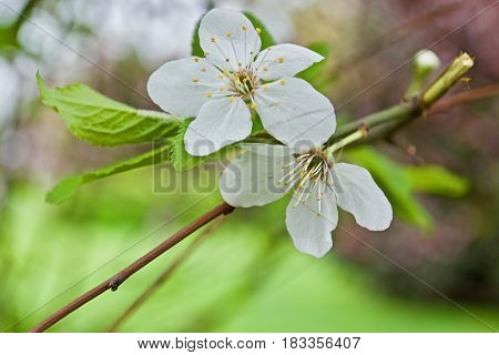 Two white flowers on the tree. Spring