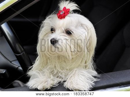 Maltese dog in the car looking out the window
