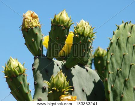 Prickly Pear Cactus plants are loaded with bubs ready to bloom this year. The warm winter set the stage for this years bumper crop of flowers.