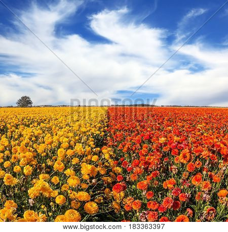  Field of blooming buttercups - ranunculus. Strong spring wind carries clouds  Concept of rural tourism and agrotourism