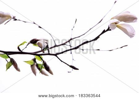 Buds of the white magnolia on a white background