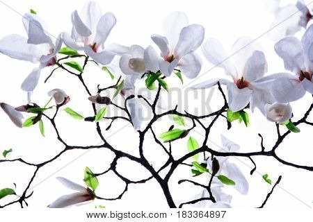 Branches of white magnolia on a white background
