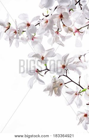 White big flowers of the white magnolia on a white background