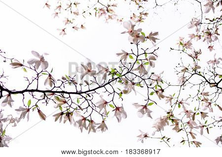 Inflorescence of pink magnolia on a white background