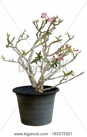 Ornamental plants in pots ornamental home or garden. on white background.