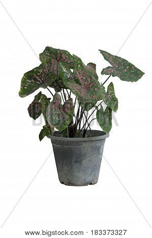 Ornamental plants in pots ornamental home or garden. on white background.
