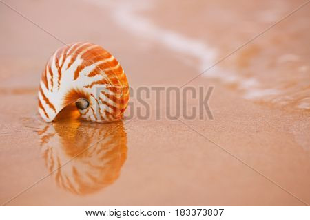 seashell nautilus on sea beach under sunrise sun light, Canary island, Spain