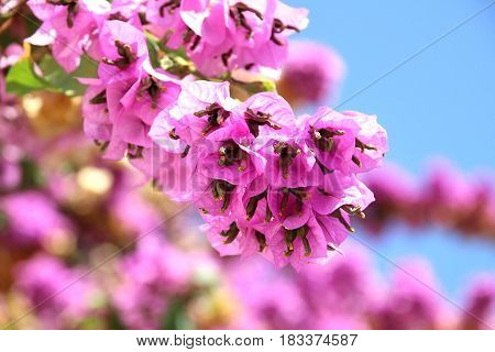 Purple bouganvilleas in a garden. Beautiful flowers