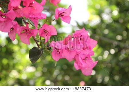 Purple bouganvilleas in a garden. Beautiful flowers