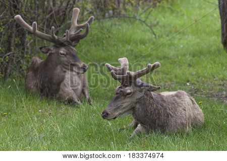 Deer with new horns in the National Park of Abruzzo in Italy