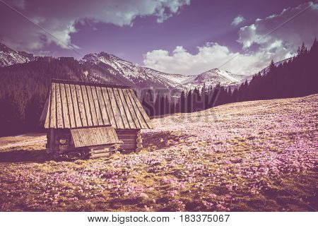 Old Wooden Mountain Cabin surrounded by Crocus Meadow. Tatra Mountains Poland.