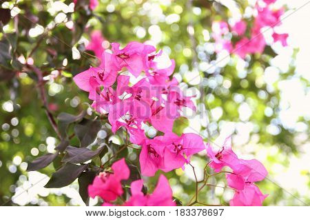 Purple bouganvilleas in a garden. Beautiful flowers