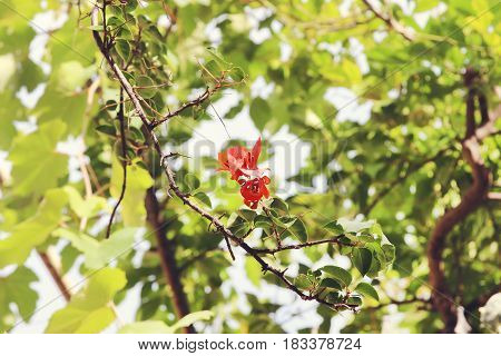 Red bouganvilleas in a garden. Beautiful flowers