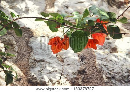 Red bouganvilleas in a garden. Beautiful flowers