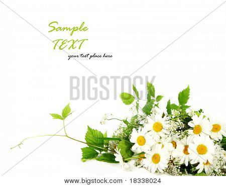 Fiori Margherita a sfondo bianco (shallow DOF)