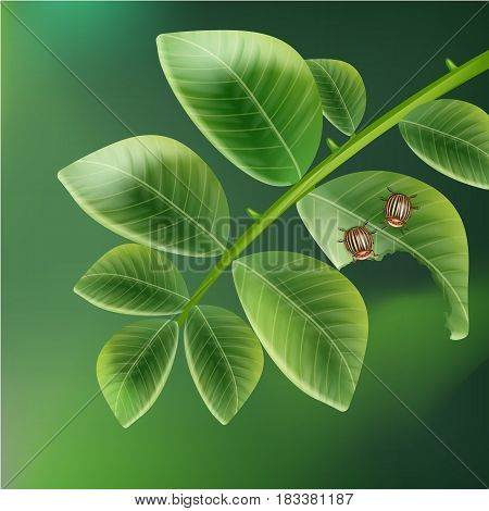 Vector two Colorado beetles on potato leaf with blur green background top view