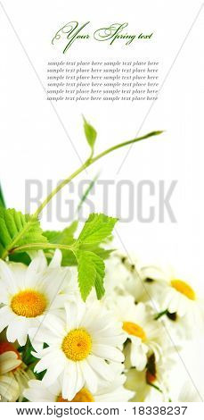 Fiori Margherita a sfondo bianco (DOF selettiva)