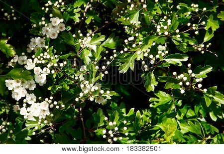 Hawthorn blossom also known as mayflower, common Spring blooms