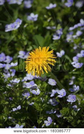 Yellow Dandelion flower and Liverleaf - sunny bright scene
