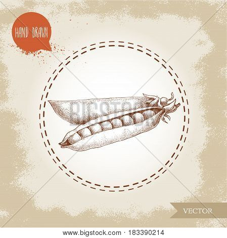 Hand drawn sketch pea pod group. Vector organic food illustration on grunge vintage background.
