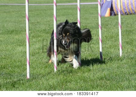 Border collie weaving through weave poles on dog agility course