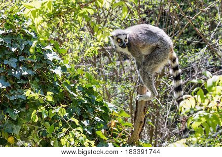 Lemur on a klick in the middle of the jungle.