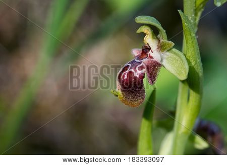 Ophrys kotschyi wild orchid plant with fresh blooming flower.