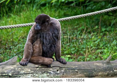 Woolly monkey (Lagothrix lagotricha) sitting. La Vallée des Singes Romagne France.