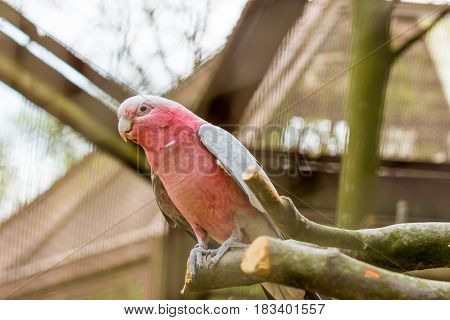 Galah Cockatoo Sit On A Wood Branch