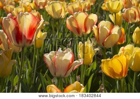 Multiple Tulips glisten in the early morning Spring Sunshing on the grounds of the Biltmore Estates in Asheville North Carolina