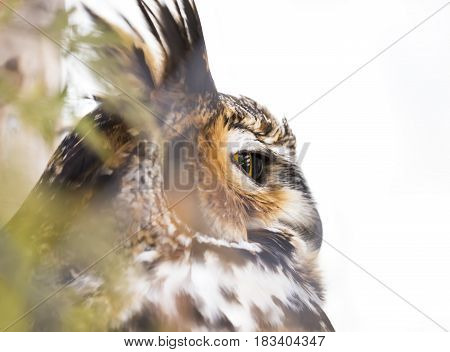 Great horned owl looking out from perch in tree side view of eye closeup