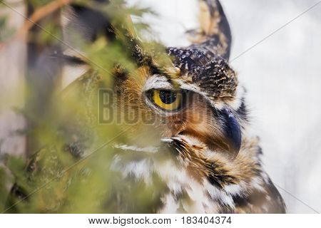 Stern Great Horned Owl predator perched in a tree partially hidden by leaves glowing yellow eye and detail in camouflage feathers closeup