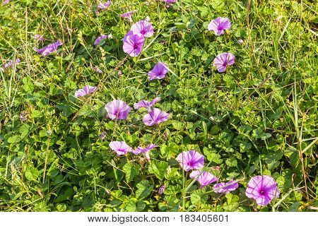 Flora purple flowers and shrubs closeup beach coastline.