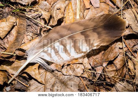 Brown feather with dry leaf in the park