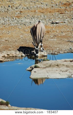 Přímorožec v Etosha