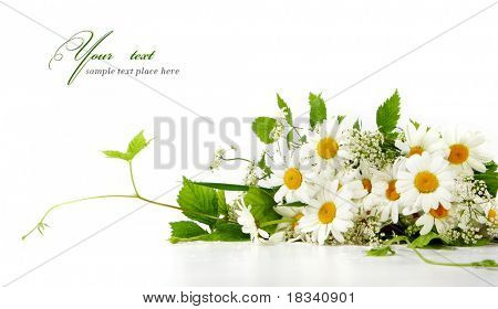 ดอกไม้เดซี่ในพื้นหลังสีขาว (เลือกกรม)