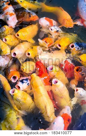 Japanese Koi feeding frenzy in a pons.