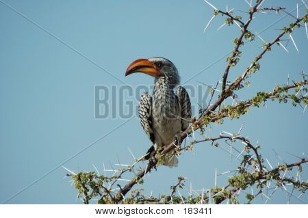 Oranssi Hornbill #2