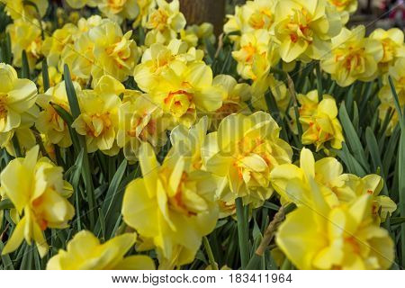 Yellow European Flowers On Close Into Bloom