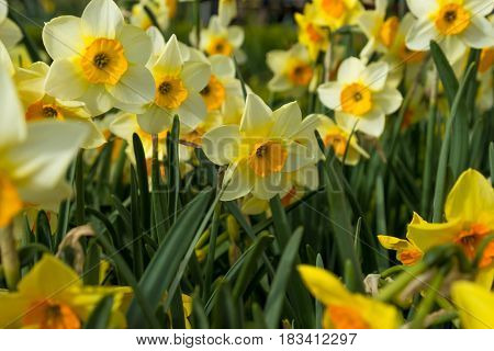 White And Yellow European Flowers On Close Into Bloom