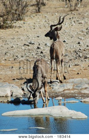 Kudus Etoshan #3