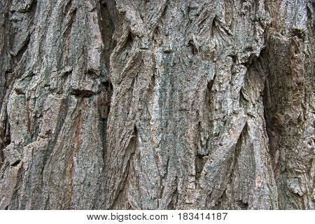 Shaes of grey and brown on a tree trunk